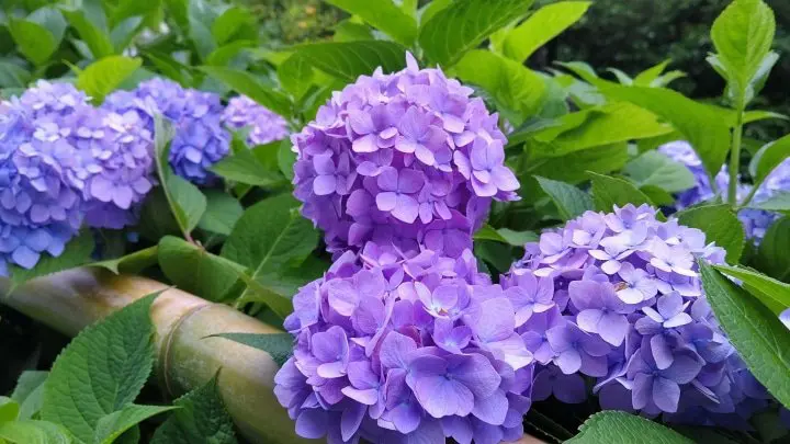Firefly Watching in Tokyo! The Garden of Hotel Chinzanso Tokyo