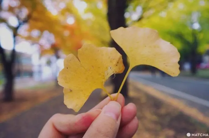 明治神宫外苑的银杏黄金大道，美得摄人心魂