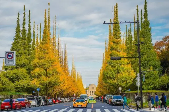 明治神宫外苑的银杏黄金大道，美得摄人心魂