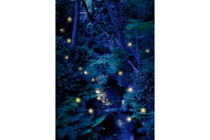 Firefly Watching in Tokyo! The Garden of Hotel Chinzanso Tokyo