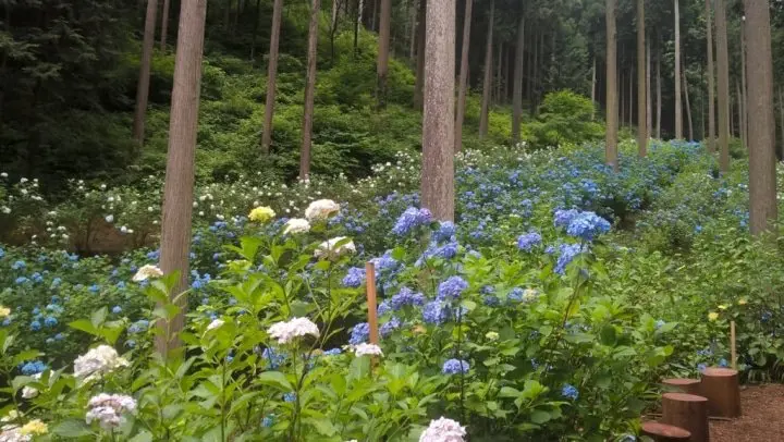 5 of the Best Rainy Season Destinations - As Curated by MATCHA! 