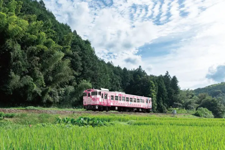 JR西日本岡山 櫻花色觀光列車「SAKU美SAKU楽」