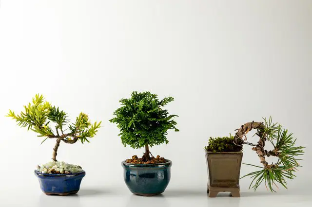 bonsai containerl