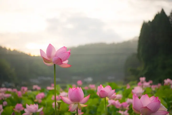 7 of the Best Lotus Viewing Spots in Japan
