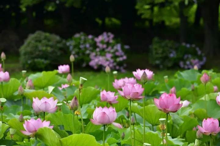 7 of the Best Lotus Viewing Spots in Japan