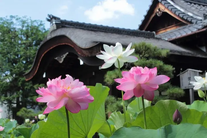 7 of the Best Lotus Viewing Spots in Japan