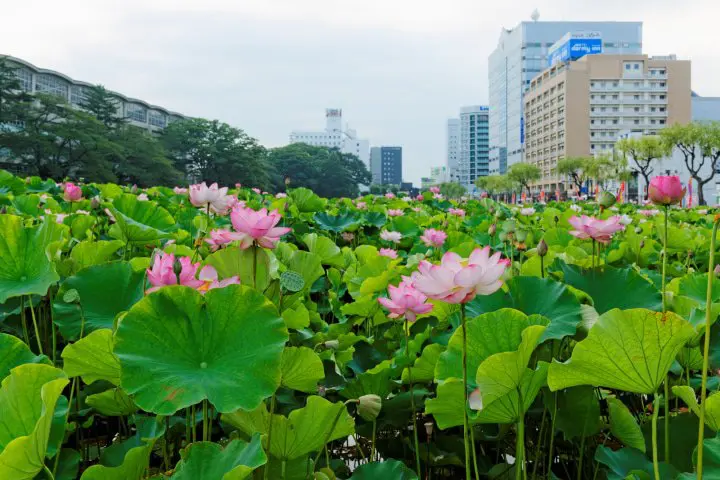 7 of the Best Lotus Viewing Spots in Japan