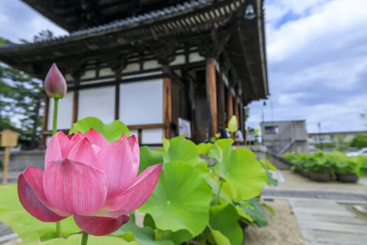 7 of the Best Lotus Viewing Spots in Japan