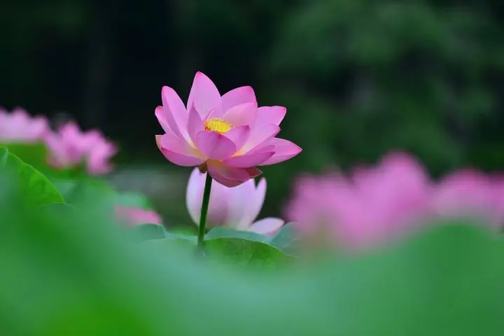 7 of the Best Lotus Viewing Spots in Japan