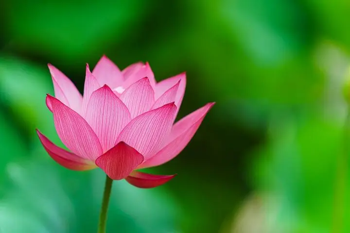 7 of the Best Lotus Viewing Spots in Japan