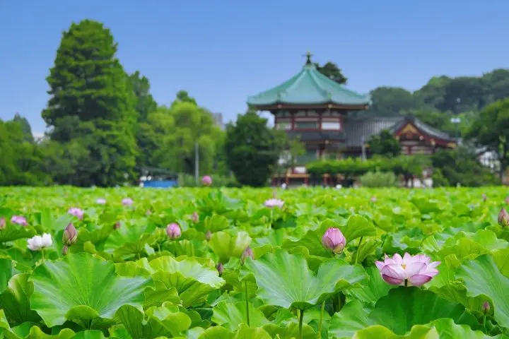 Lotus Flowers: 8 Excellent Locations in Japan and Photography Tips