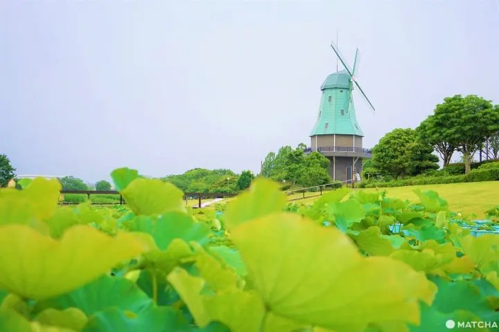 Lotus Flowers: 8 Excellent Locations in Japan and Photography Tips