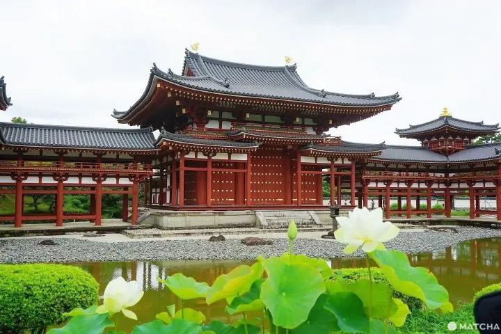 Lotus Flowers: 8 Excellent Locations in Japan and Photography Tips