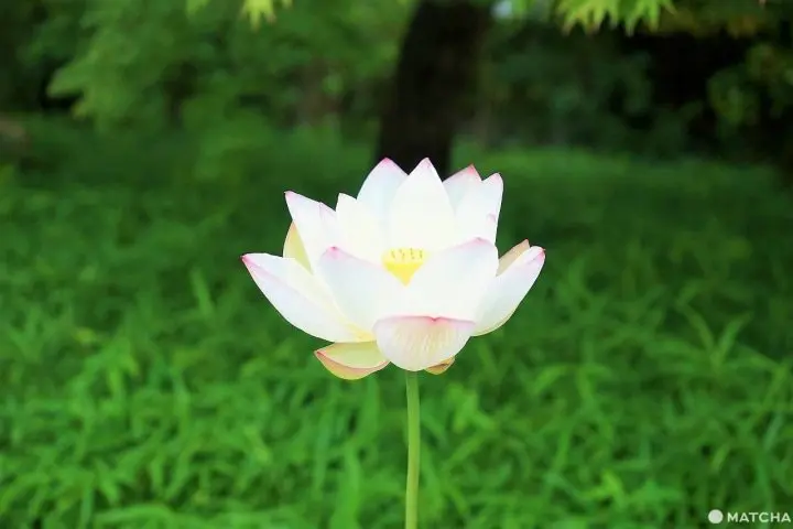 Lotus Flowers: 8 Excellent Locations in Japan and Photography Tips