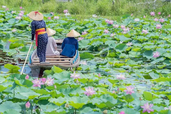 Lotus Flowers