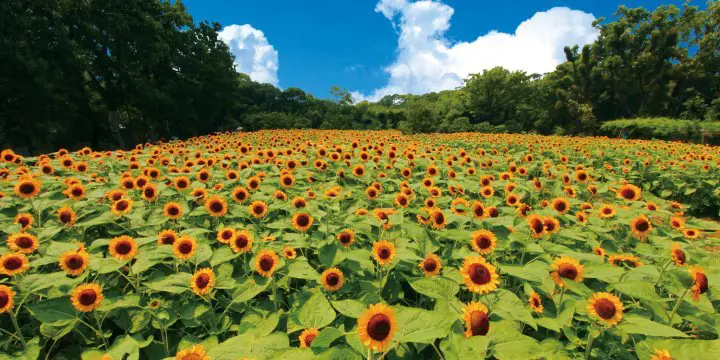 大阪長居植物園 teamLab Botanical Garden Osaka 