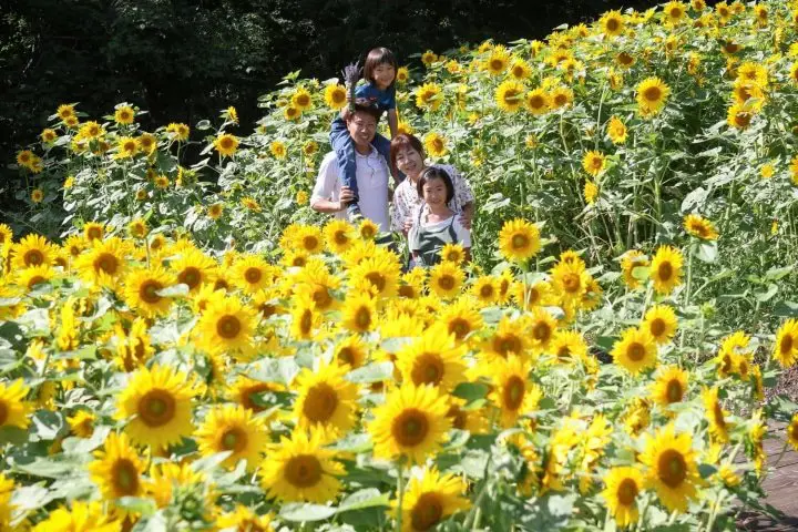 Tambara Lavender Park - 50,000 Lavender Flowers in Bloom Near Tokyo!