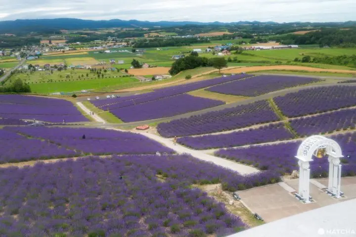 Our Tips for Loving Hokkaido's Lavender