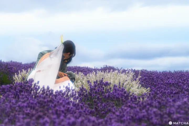 Our Tips for Loving Hokkaido's Lavender