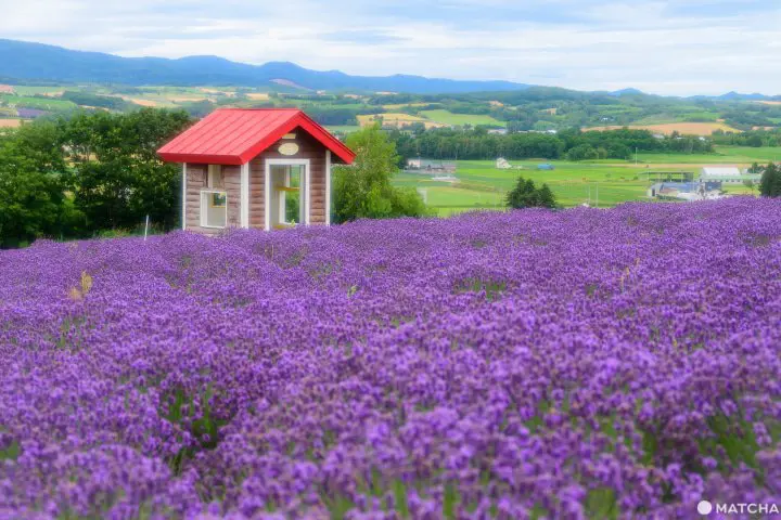Our Tips for Loving Hokkaido's Lavender