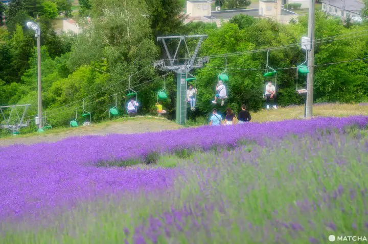 Our Tips for Loving Hokkaido's Lavender