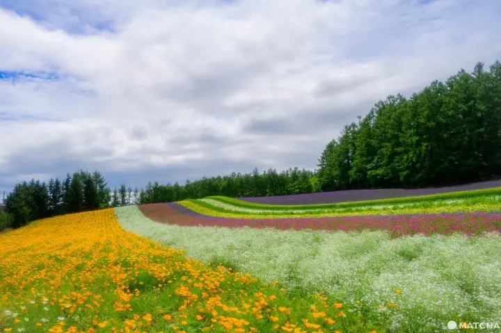 Our Tips for Loving Hokkaido's Lavender