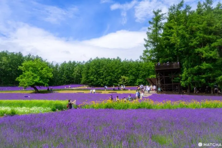 Our Tips for Loving Hokkaido's Lavender
