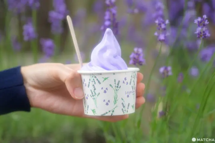 Our Tips for Loving Hokkaido's Lavender