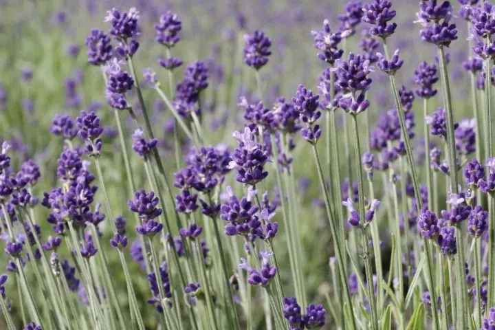Tambara Lavender Park: 50,000 Lavender Flowers in Bloom Near Tokyo!