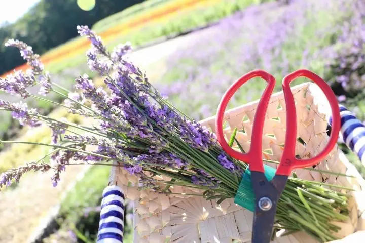 Tambara Lavender Park: 50,000 Lavender Flowers in Bloom Near Tokyo!