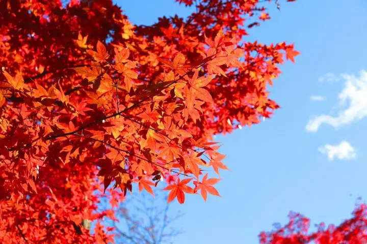 Autumn in Japan