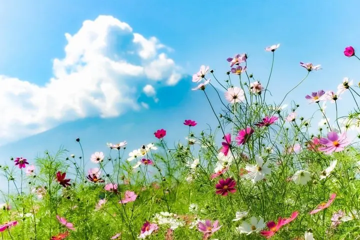 Mount Fuji View Glamping: Lake Yamanaka's piilo asobi&stay 