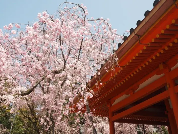 Marvel at the Weeping Cherry Trees at These Spots in Okazaki, Kyoto