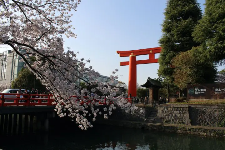 Marvel at the Weeping Cherry Trees at These Spots in Okazaki, Kyoto