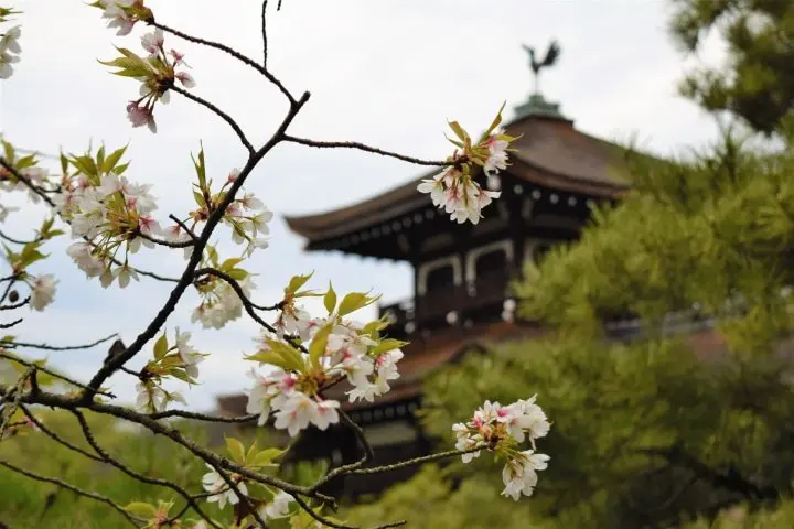 Marvel at the Weeping Cherry Trees at These Spots in Okazaki, Kyoto