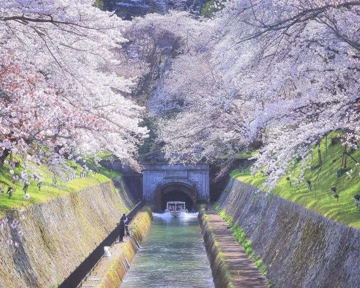 Marvel at the Weeping Cherry Trees at These Spots in Okazaki, Kyoto