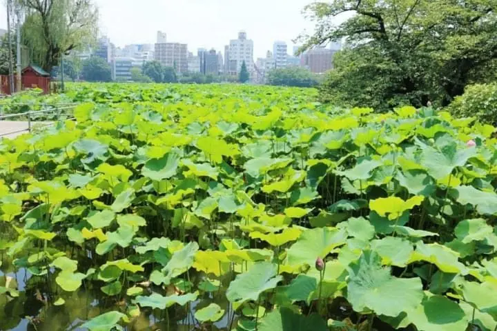 都会のオアシス　上野「不忍池」で憩いのひと時を