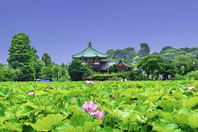 Ueno's Shinobazu Pond: A Relaxing Urban Oasis