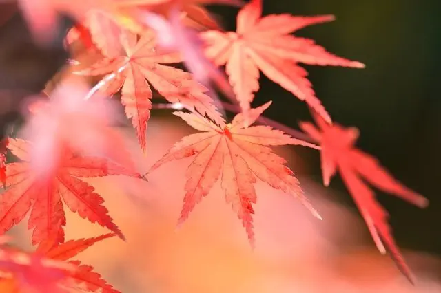 【2022年版】日本の秋「紅葉」の楽しみ方とベストシーズン