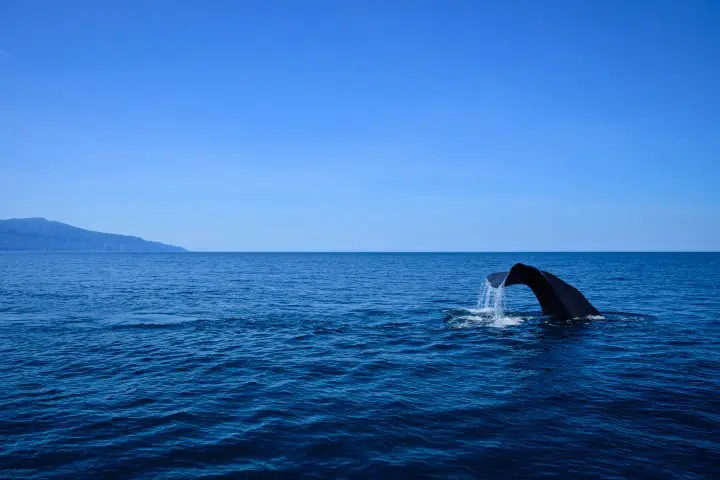 Shiretoko National Park - Nature’s Final Frontier in Japan