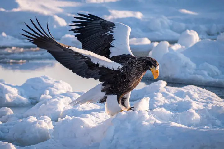 Shiretoko National Park - Nature’s Final Frontier in Japan