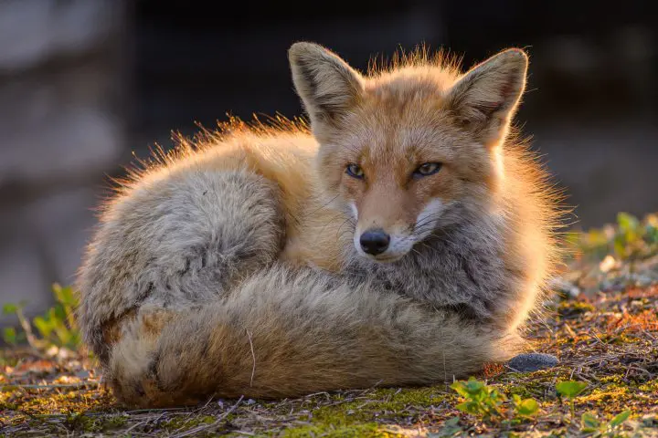 Shiretoko National Park - Nature’s Final Frontier in Japan