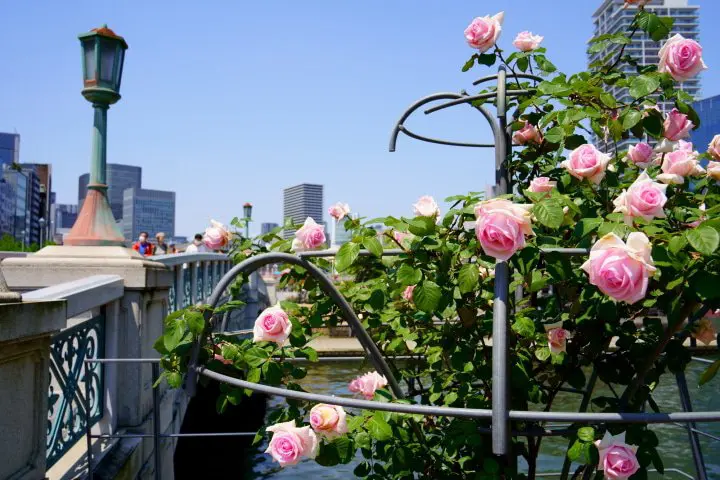 A Garden in the Bustling City? Osaka’s Secret Oasis Is Nakanoshima Park