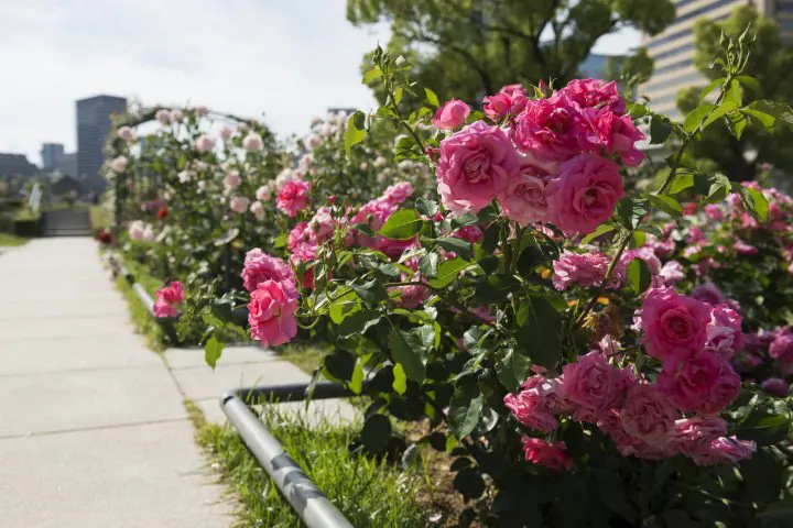 A Garden in the Bustling City? Osaka’s Secret Oasis Is Nakanoshima Park
