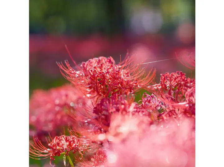 彼岸花 曼珠沙華