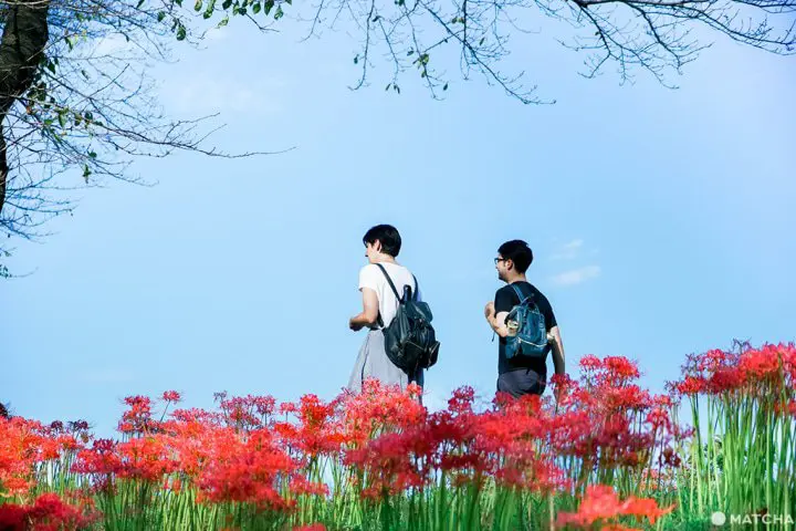 彼岸花 景點