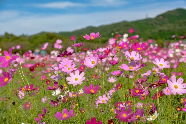 巾着田　波斯菊