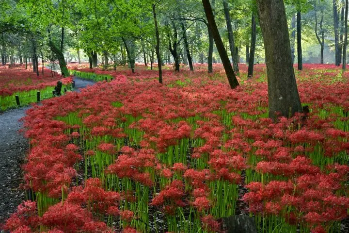 Early Autumn Spots around Tokyo and Osaka