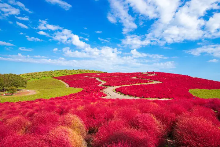 More than maple - The Best Nature Spots to See in Early Autumn around Tokyo and Osaka