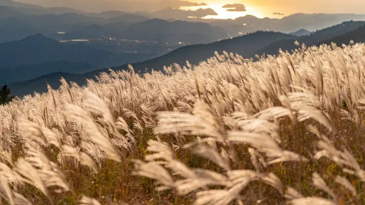 More than maple - The Best Nature Spots to See in Early Autumn around Tokyo and Osaka